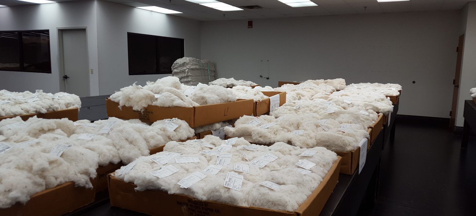 Cotton samples laid out in trays for classing